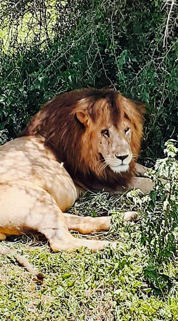 loin 1.jpg
