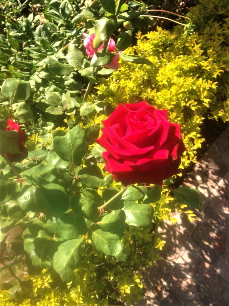 WhatsApp Image 2019-12-16 at 7.14.32 AM (1).jpeg