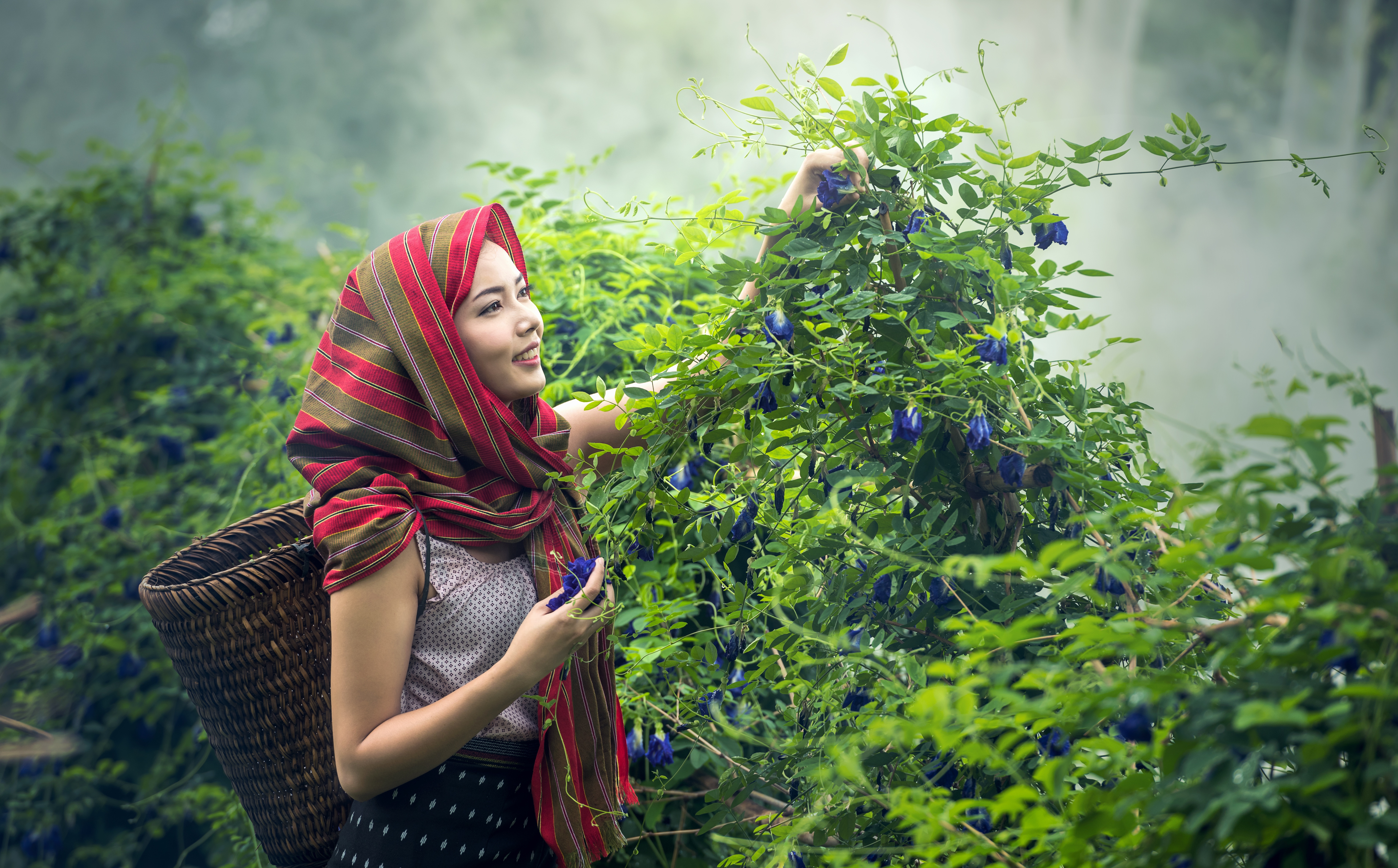 sasint-agriculture-1807549.jpg