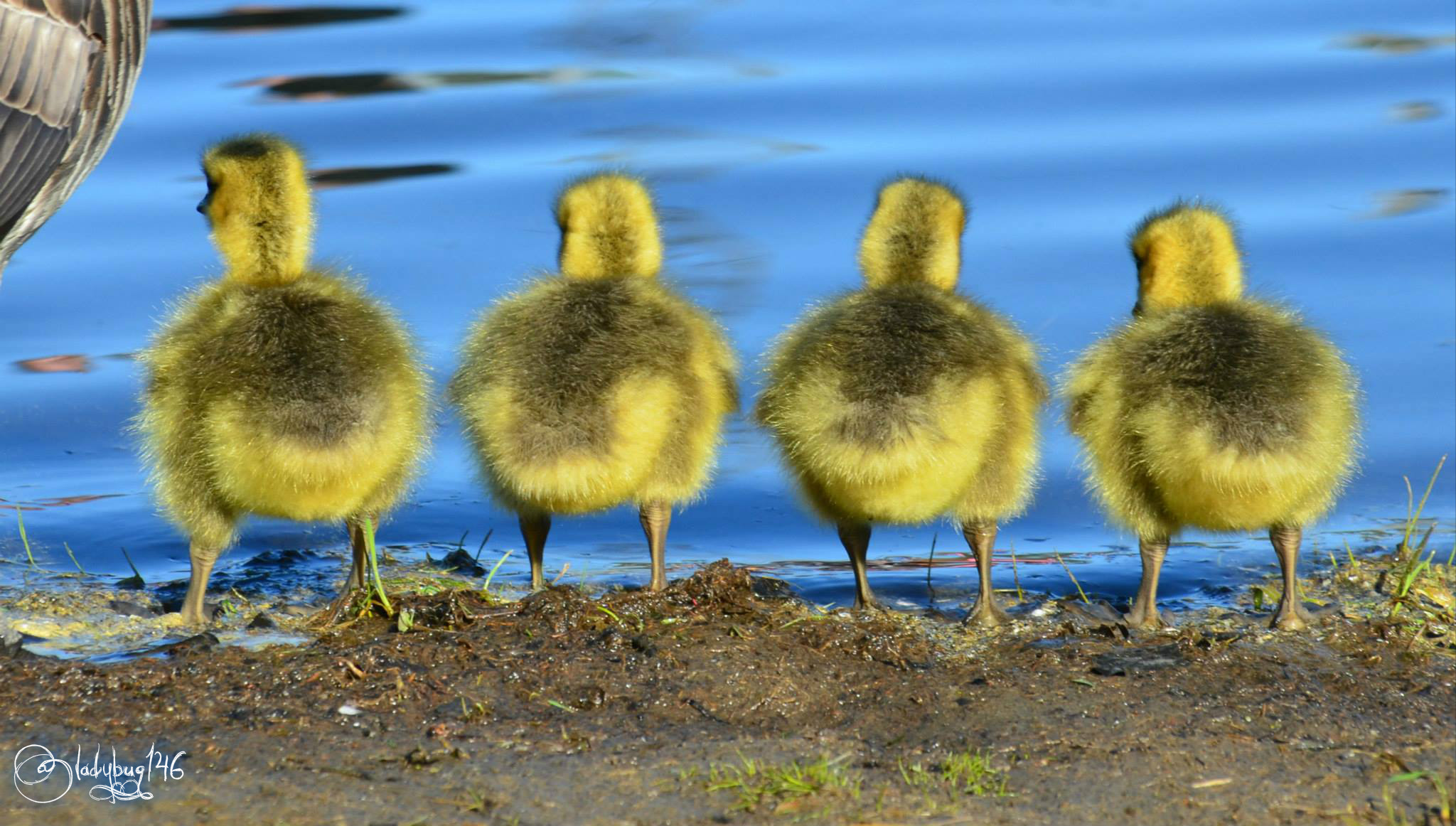 in a row.jpg
