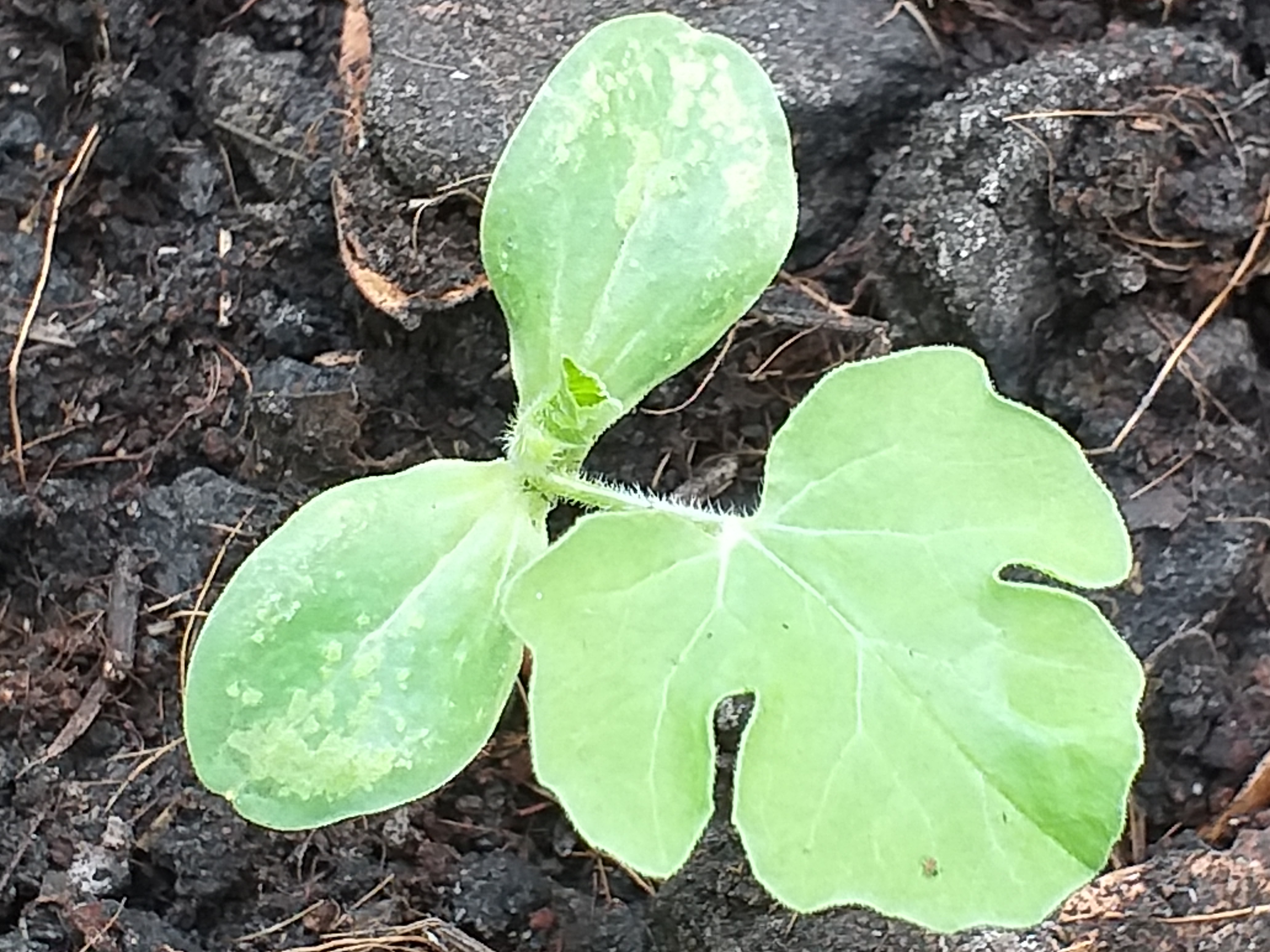 my garden56.jpg
