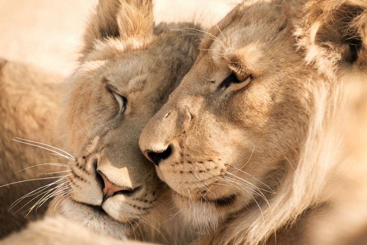 lions.jpg