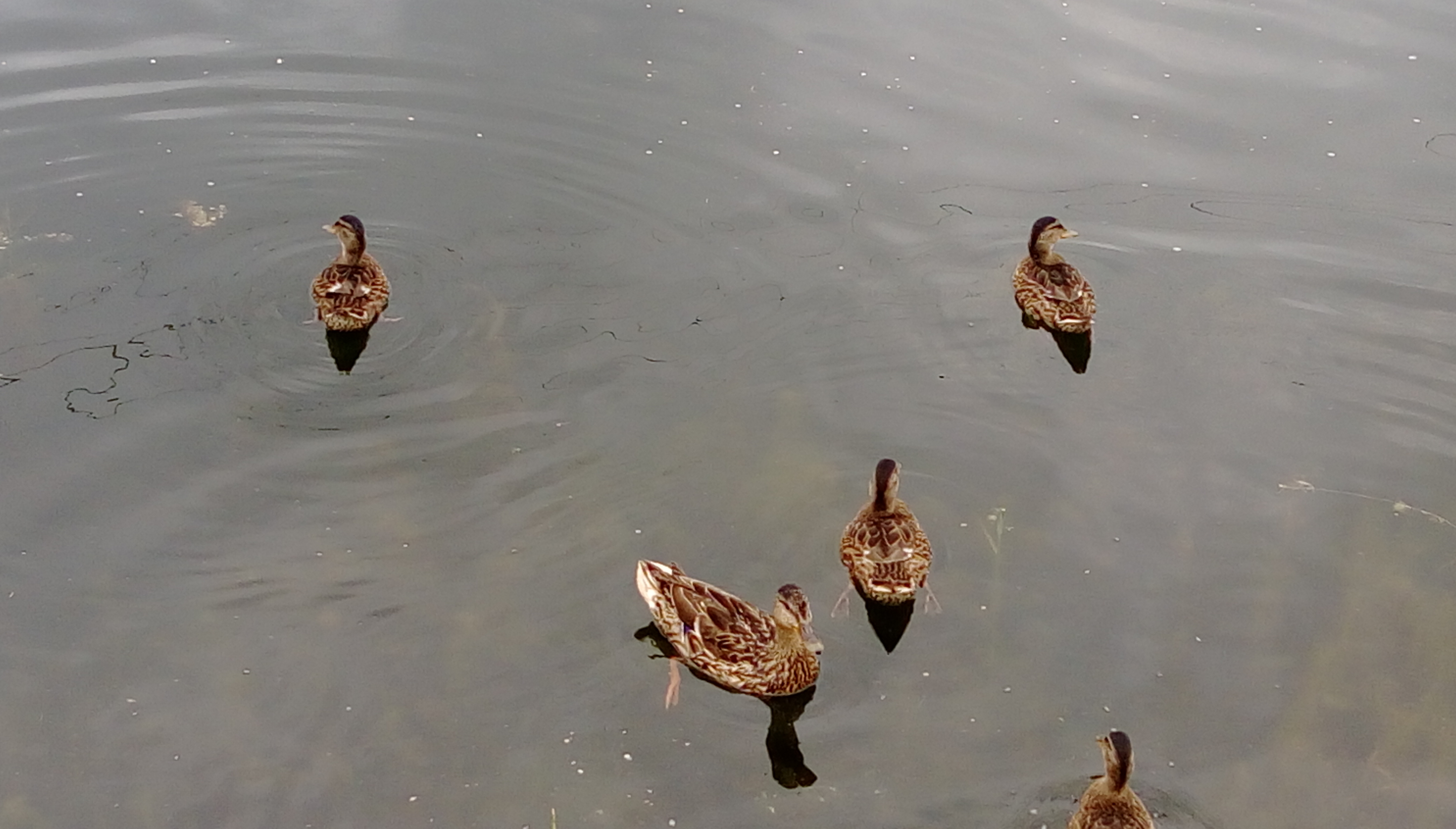 IMAG0679.jpg