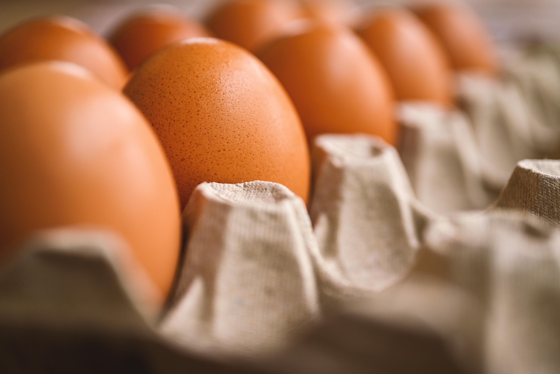 akirevarga-egg-7345934_1920.jpg