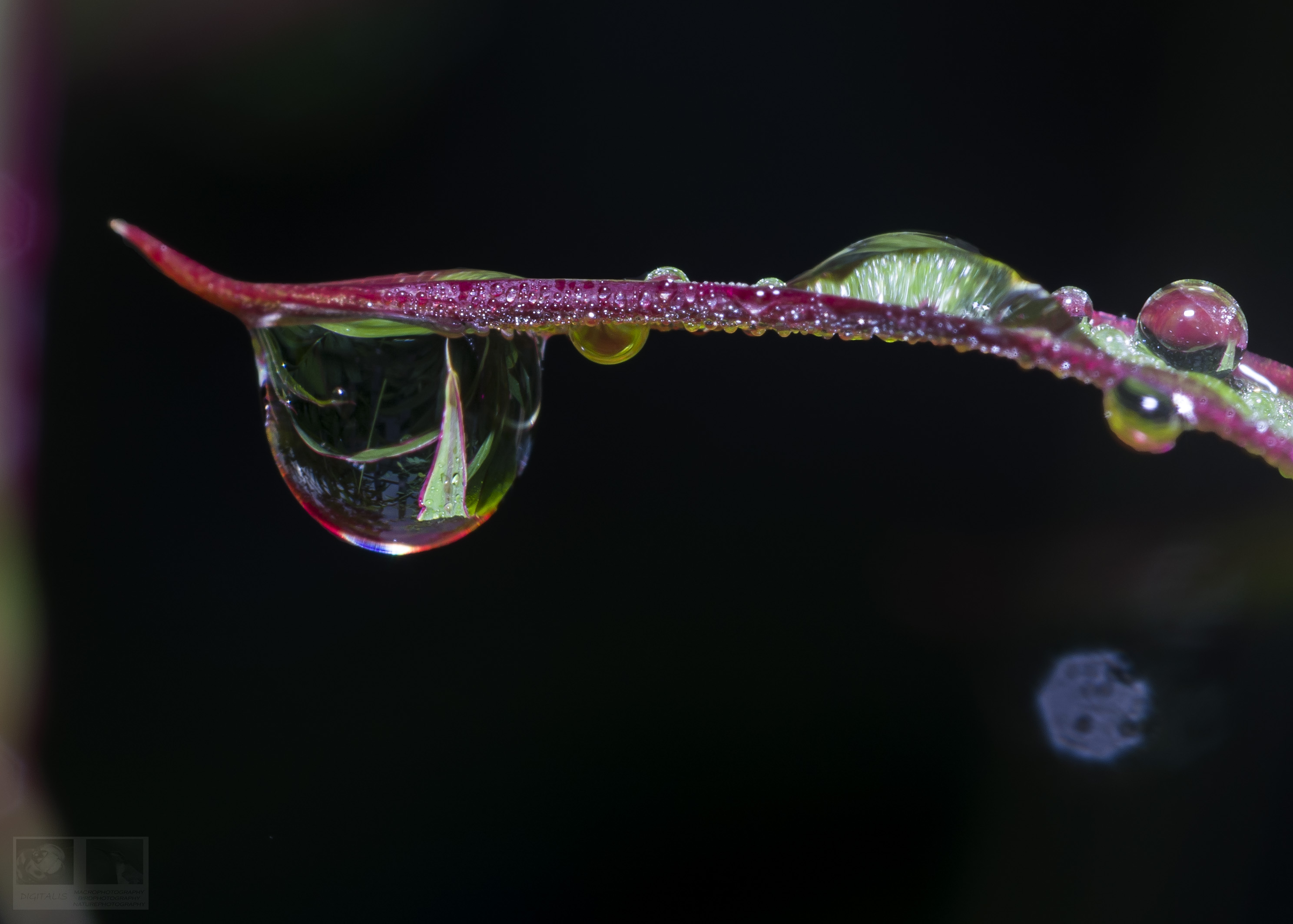 DSC_1289.JPG