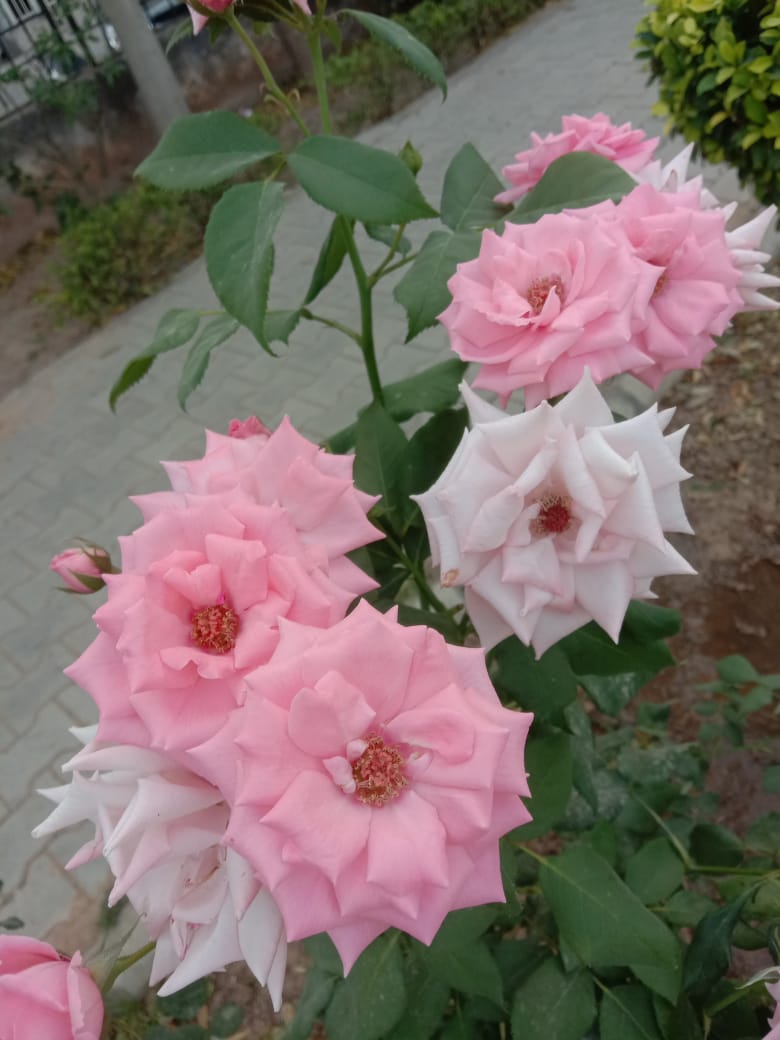 IMG-20220331-WA0001.jpg