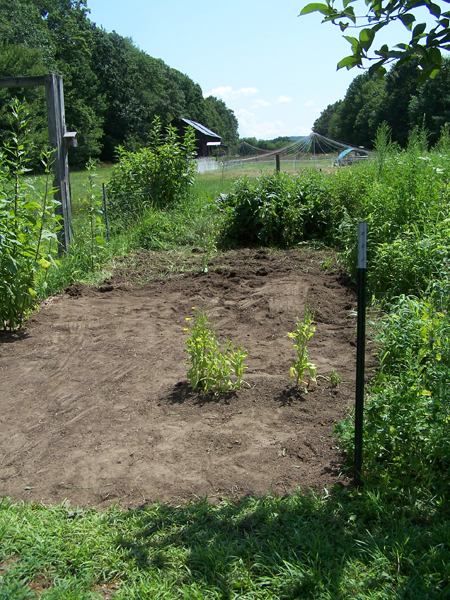 Big garden - 3rd attempt crop July 2019.jpg