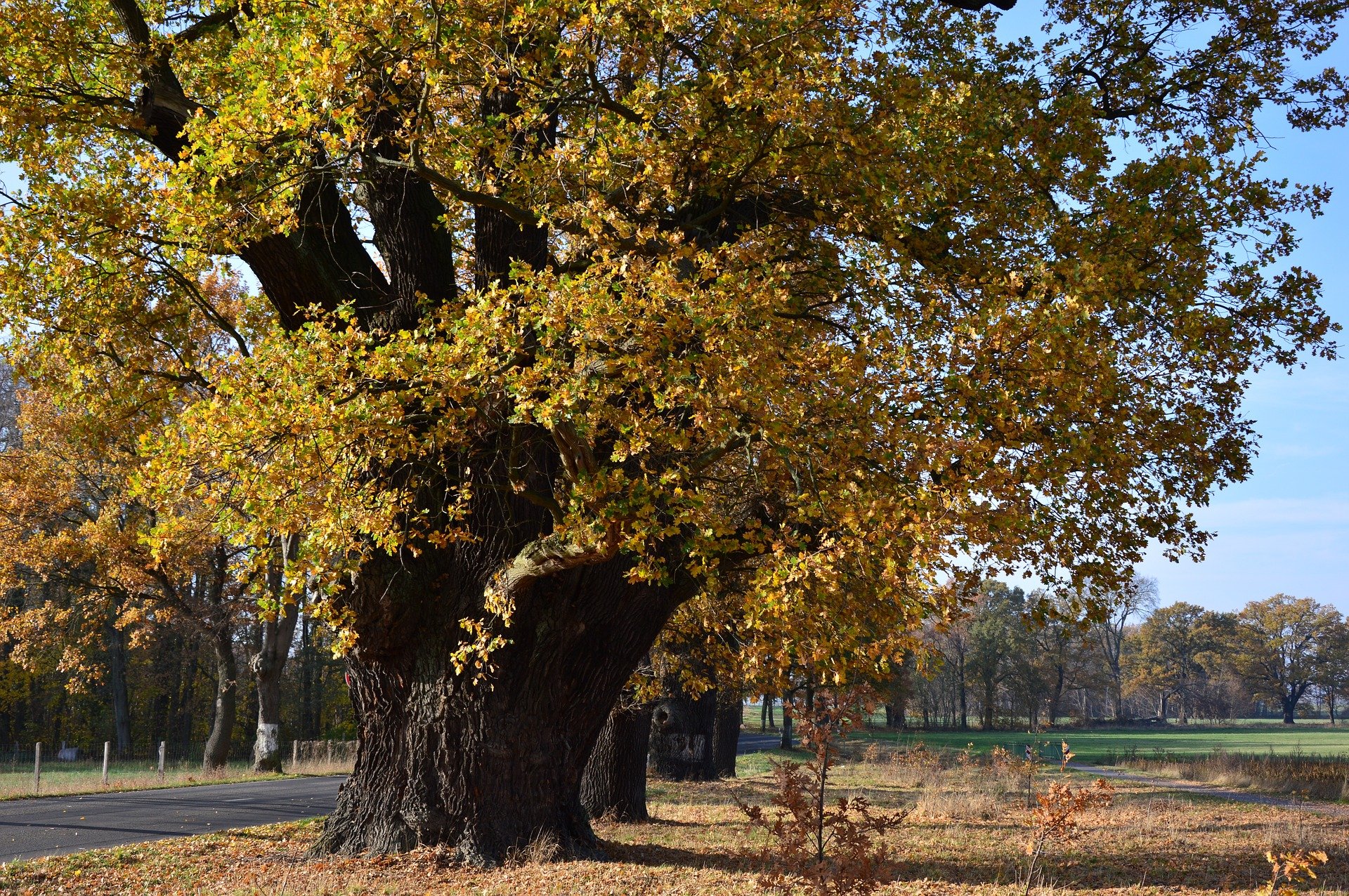 oak-3806916_1920.jpg