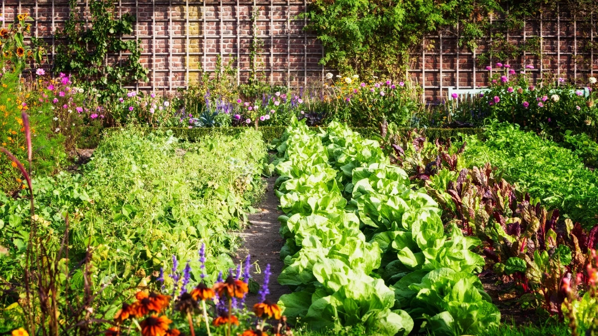 vegetable-garden.jpg