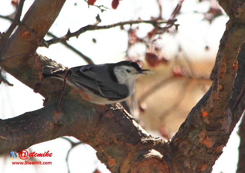 White-breasted Nuthatch PFW20.jpg