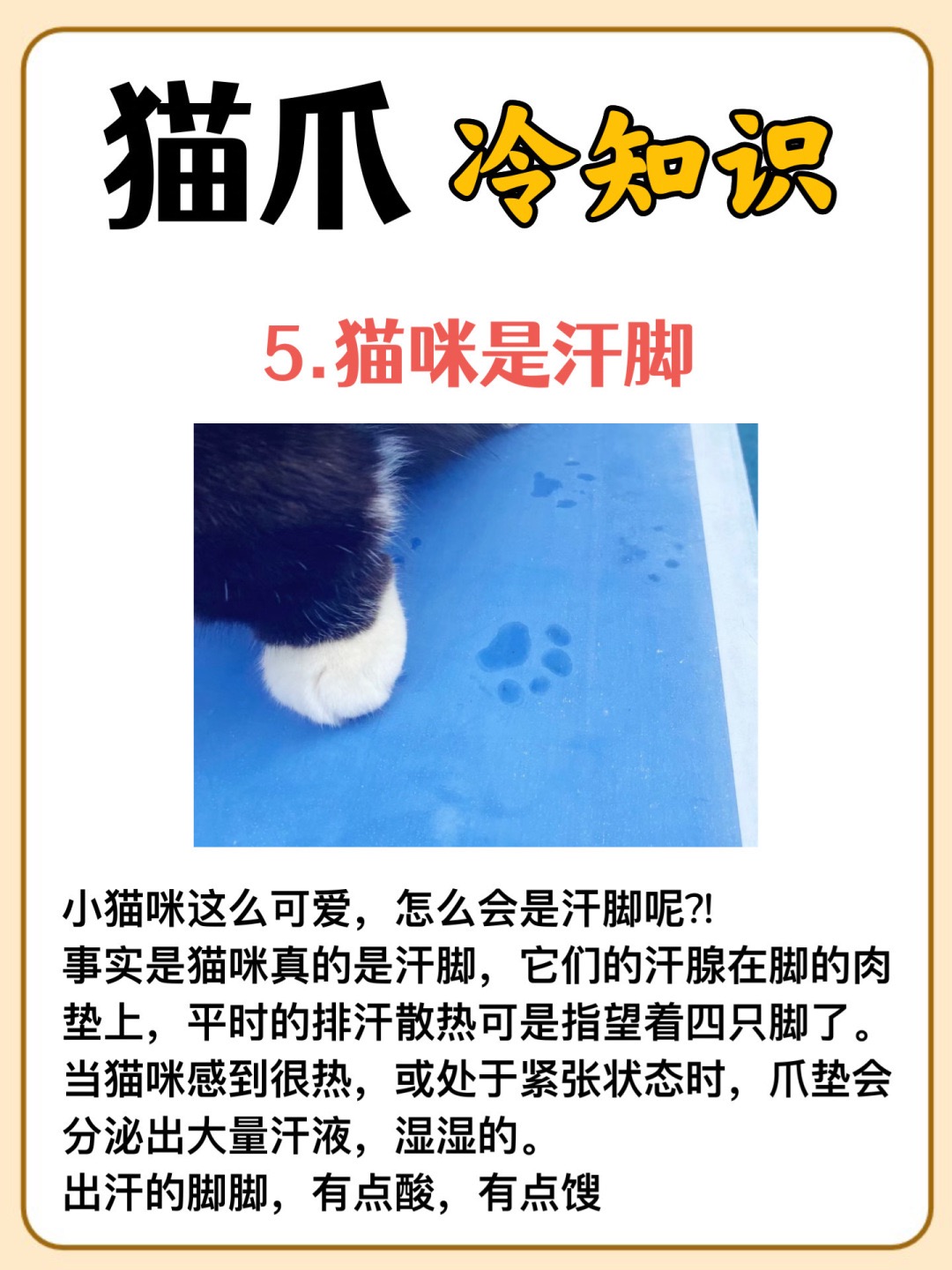 猫爪的秘密:你不知道的冷知识‼_6.jpg