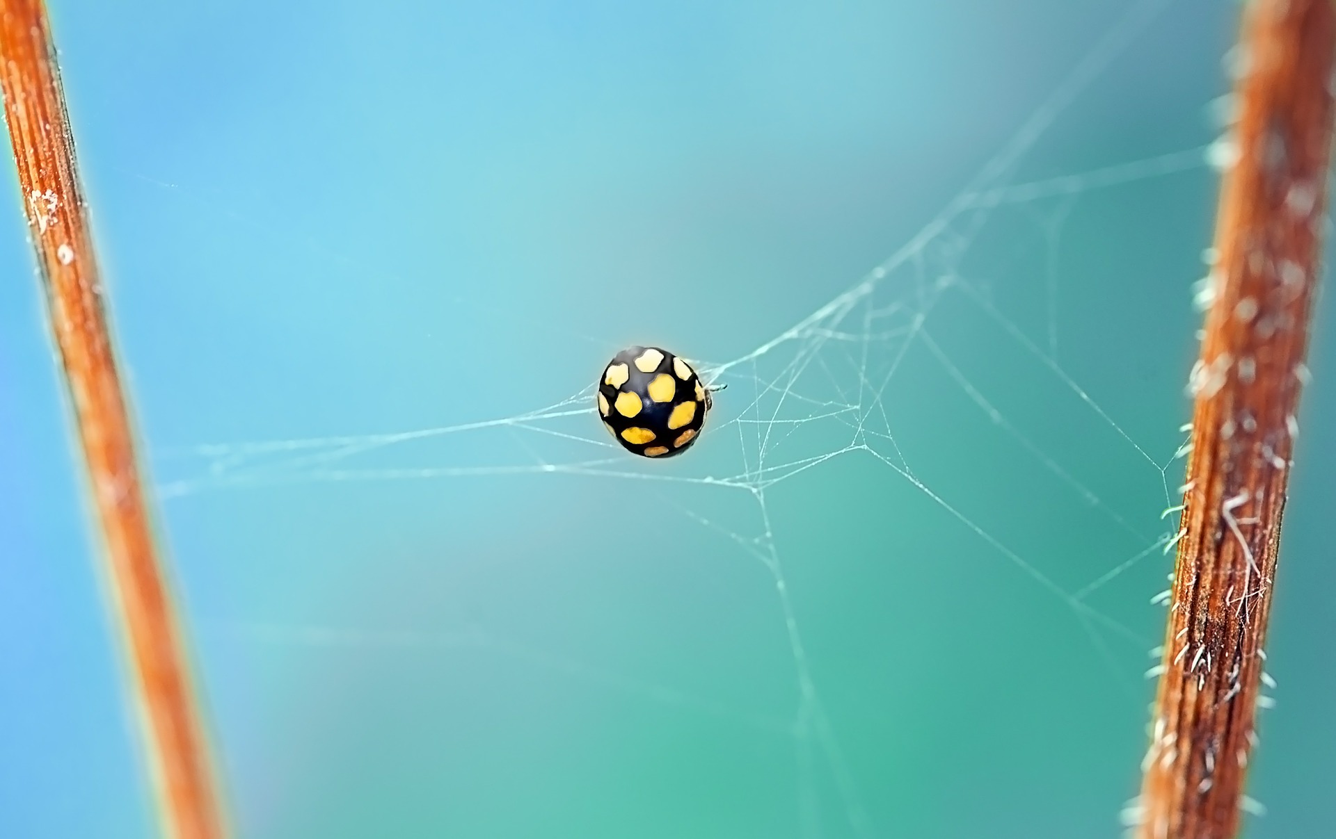 ladybug-462576_1920.jpg
