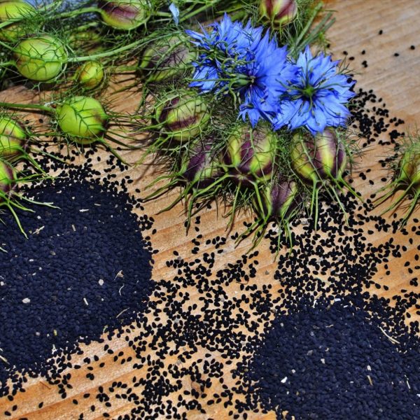 Nigella-sativa-black-seed-flowers-seed-pods-table-600x600.jpg