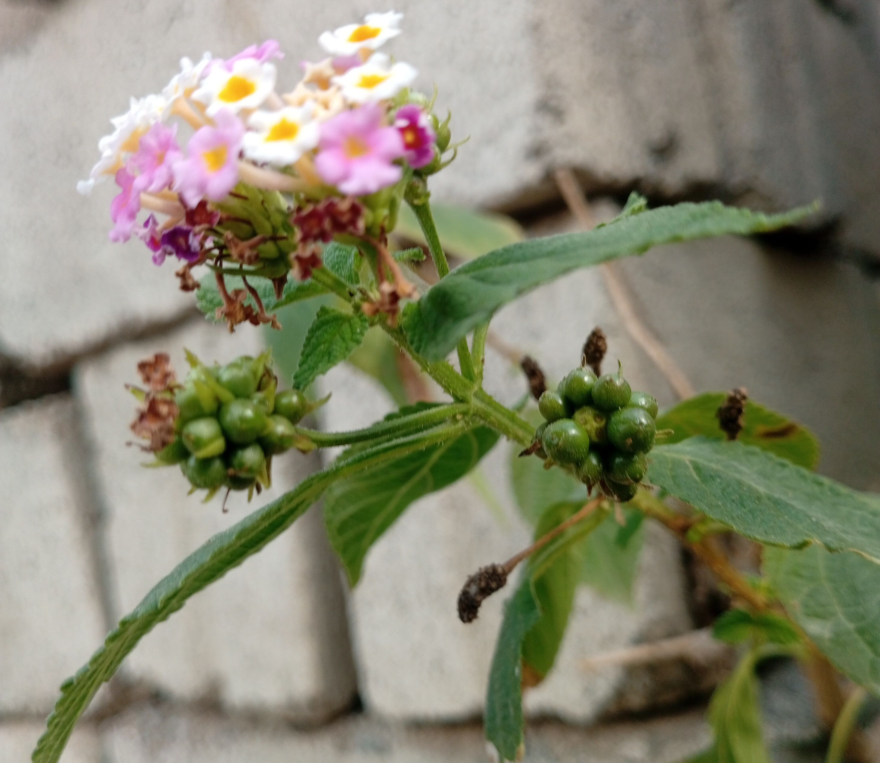 IMG_20260414_082013~2.jpg