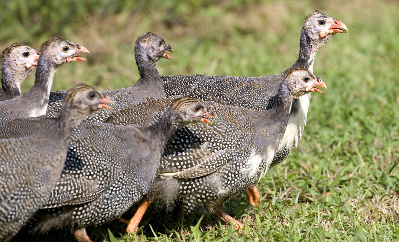 what-is-a-guinea-hen.jpg