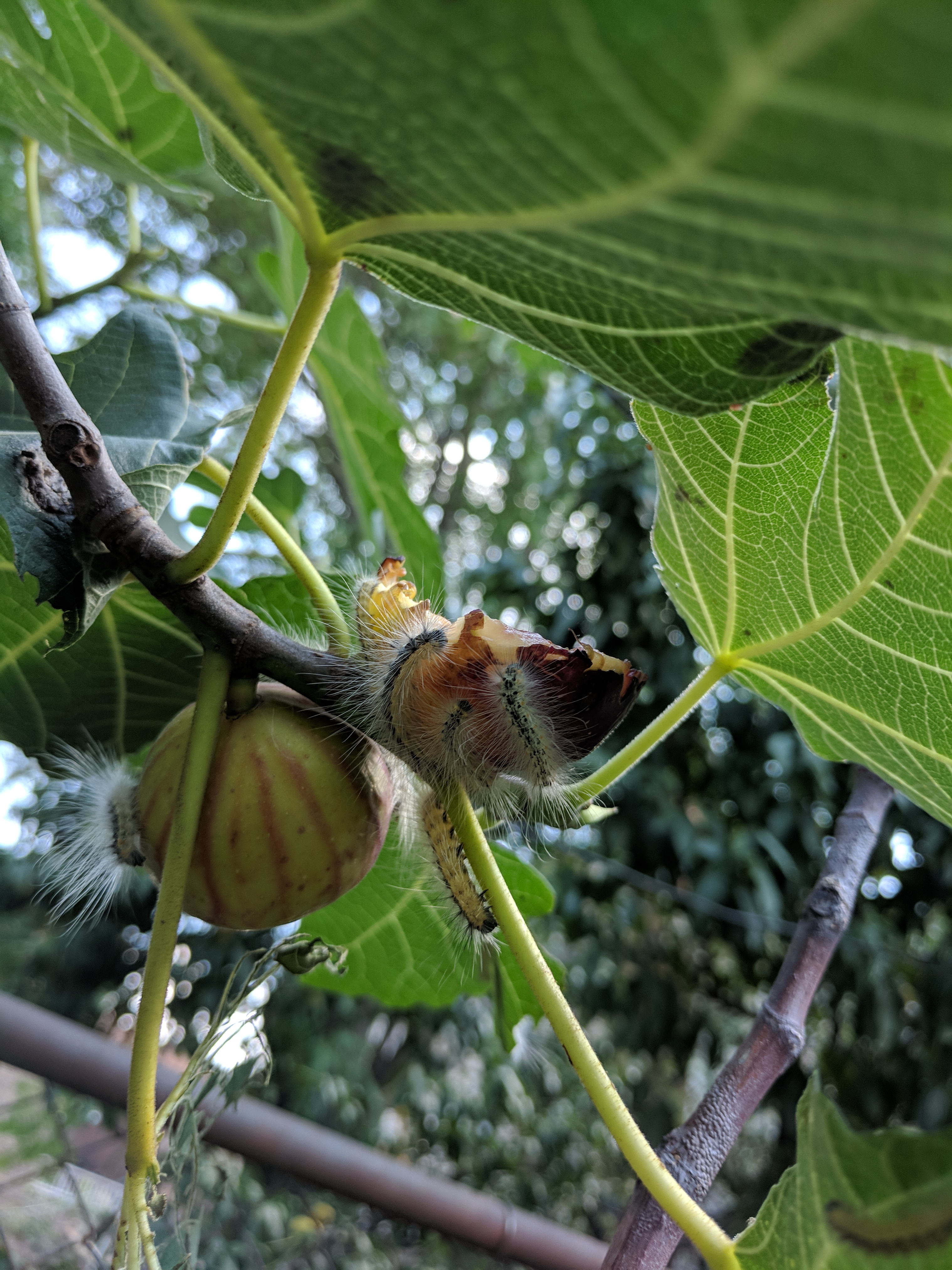 IMG_20180906_130725.jpg