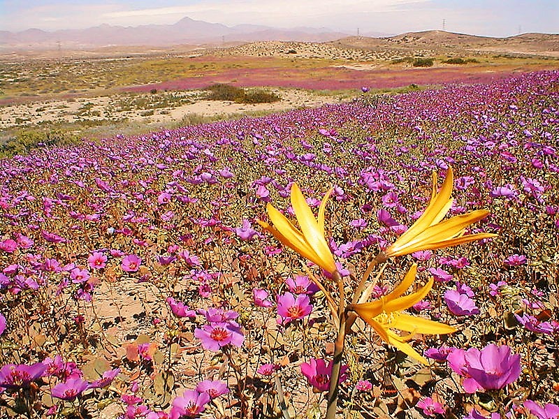 Desierto_florido.jpg
