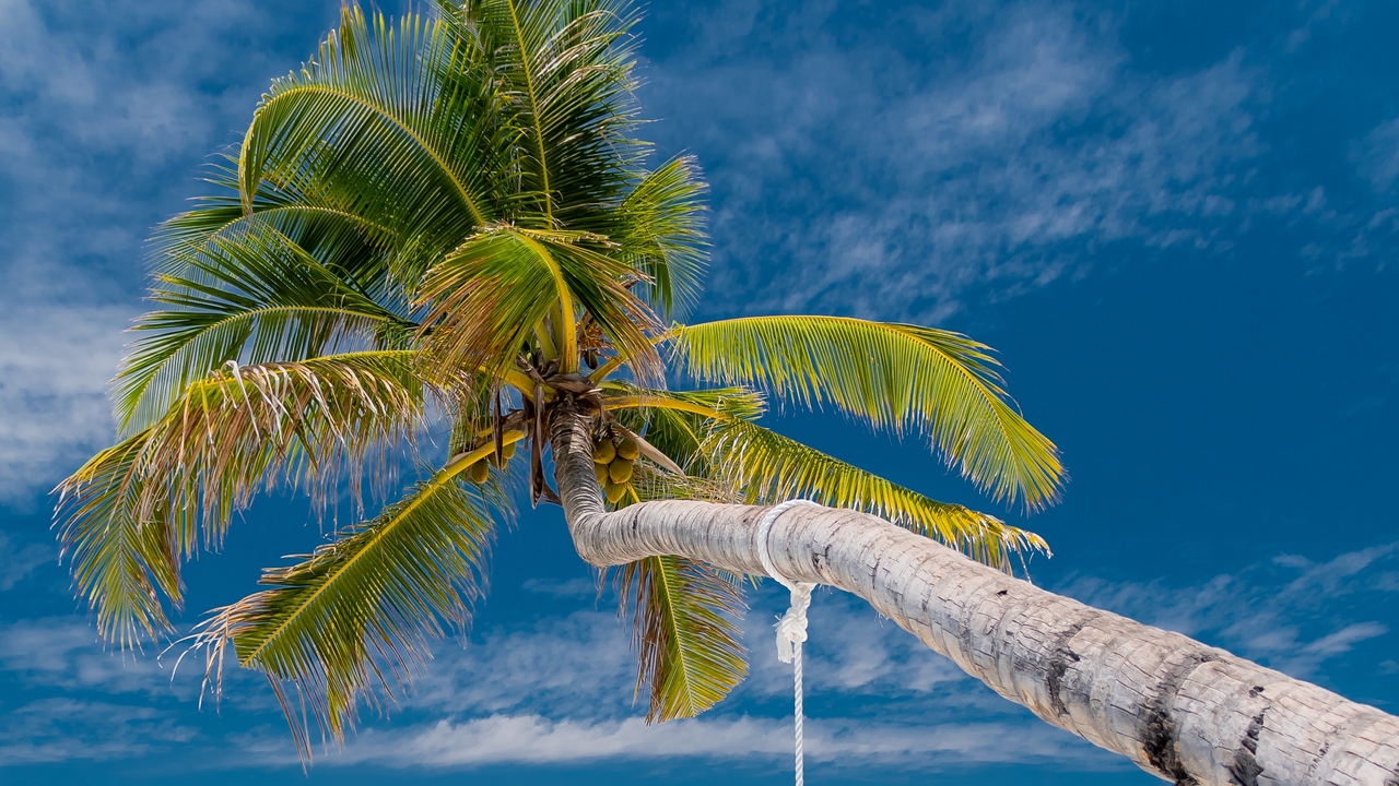 palm_beach_tropics_141171_1280x720.jpg