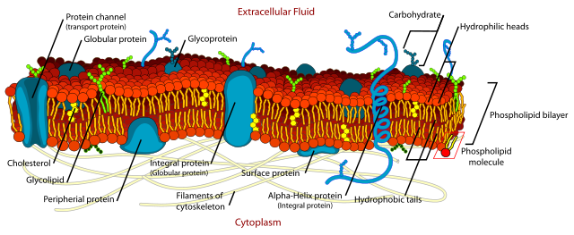 640px-Cell_membrane_detailed_diagram_en.svg.png