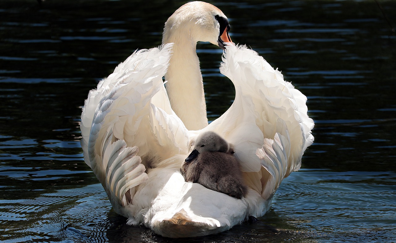 swan-2350668_1280.jpg