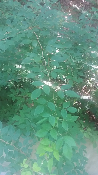 20180714_152128.jpg