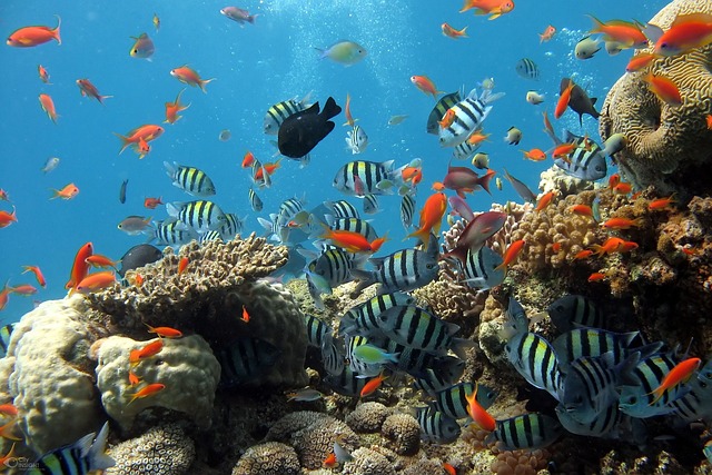 fish-gdfd8582e4_640.jpg