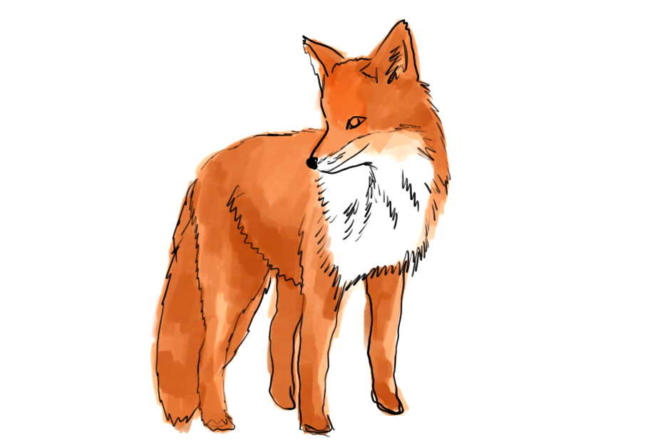 fox(436).jpg