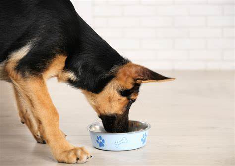 German-shepherd-dog-food.jpg