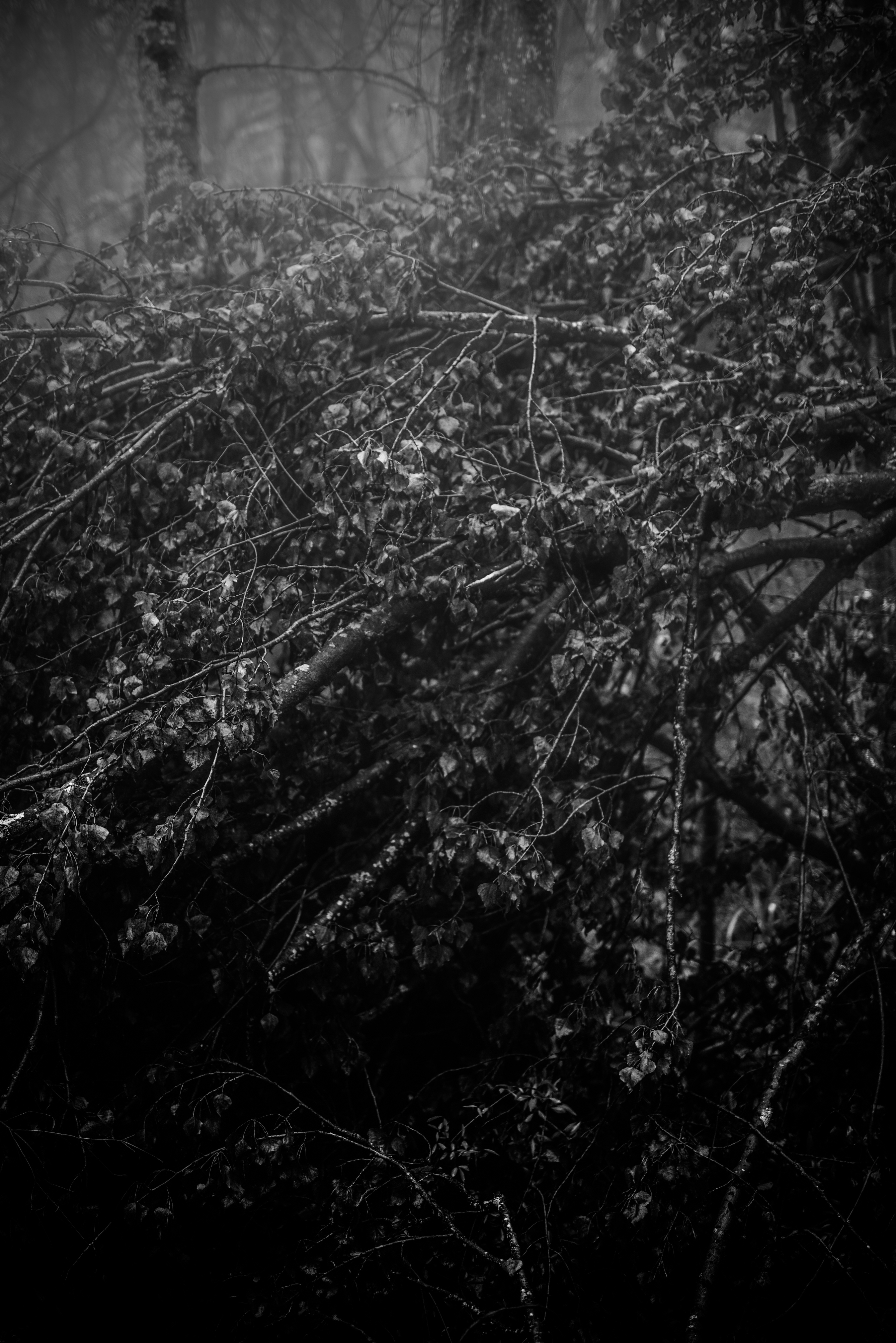 S06_2285.jpg