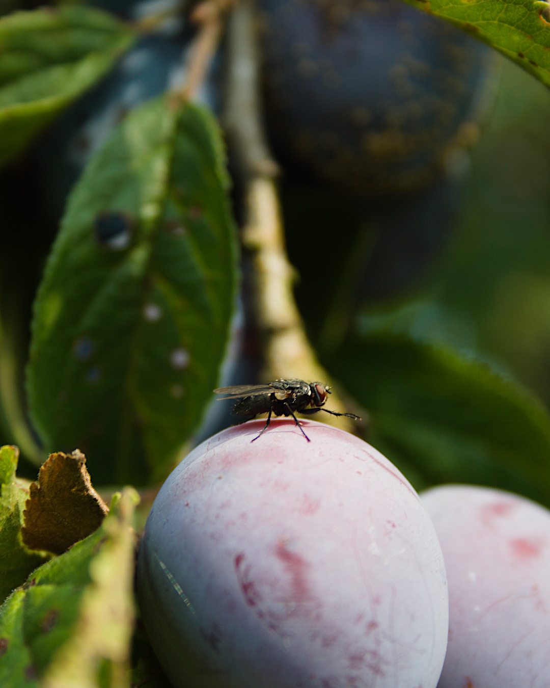 fly plum tree