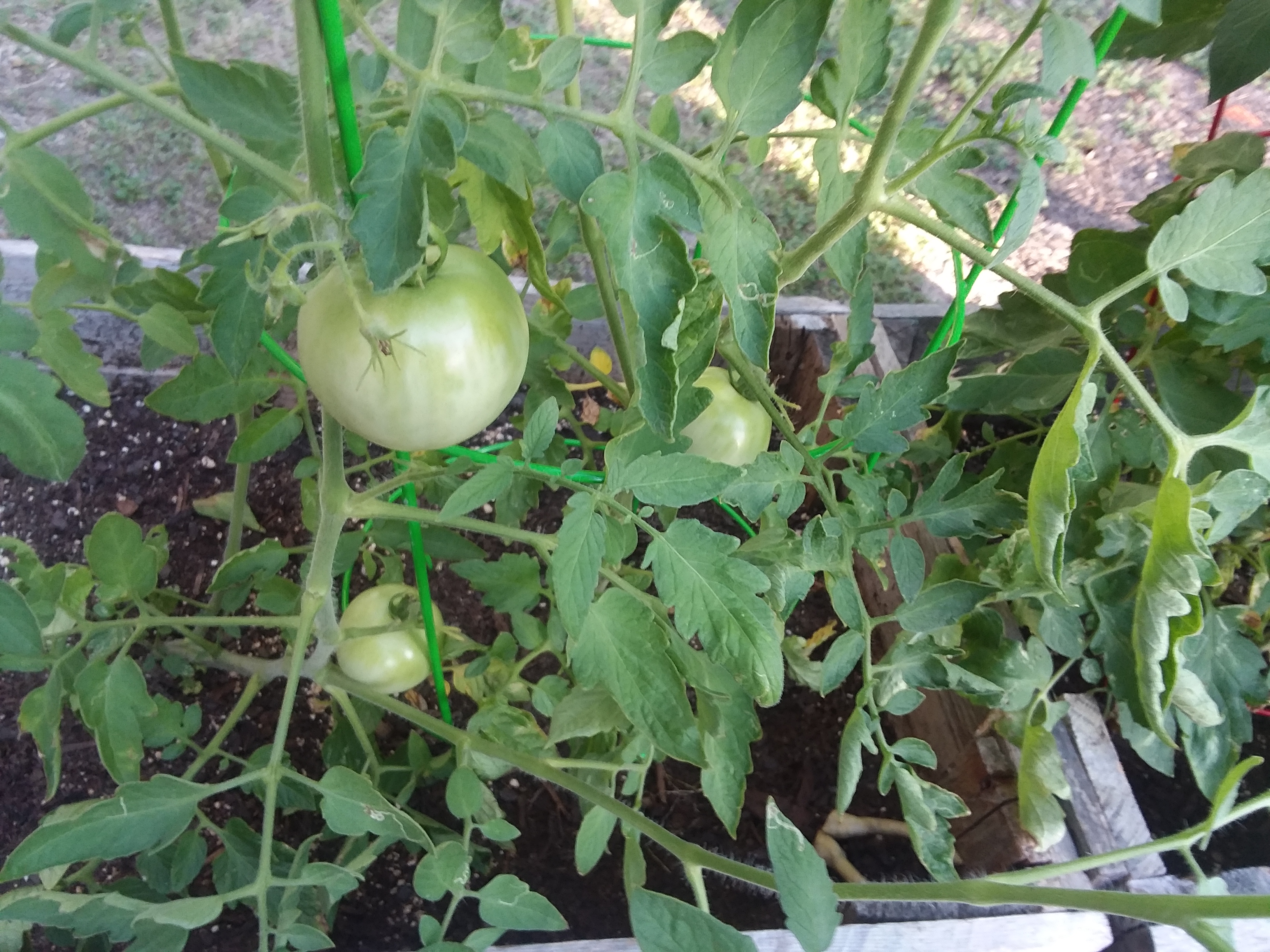 20180607_185817.jpg