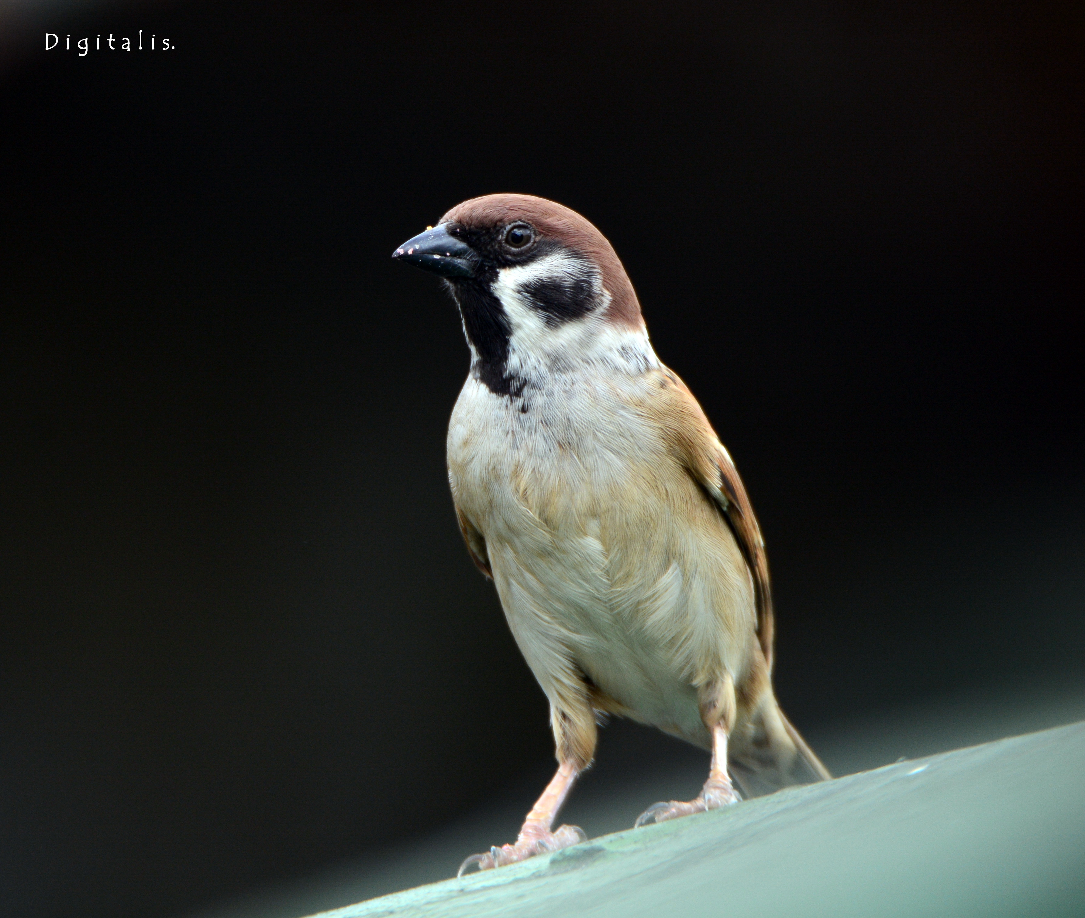 DSC_9260.JPG