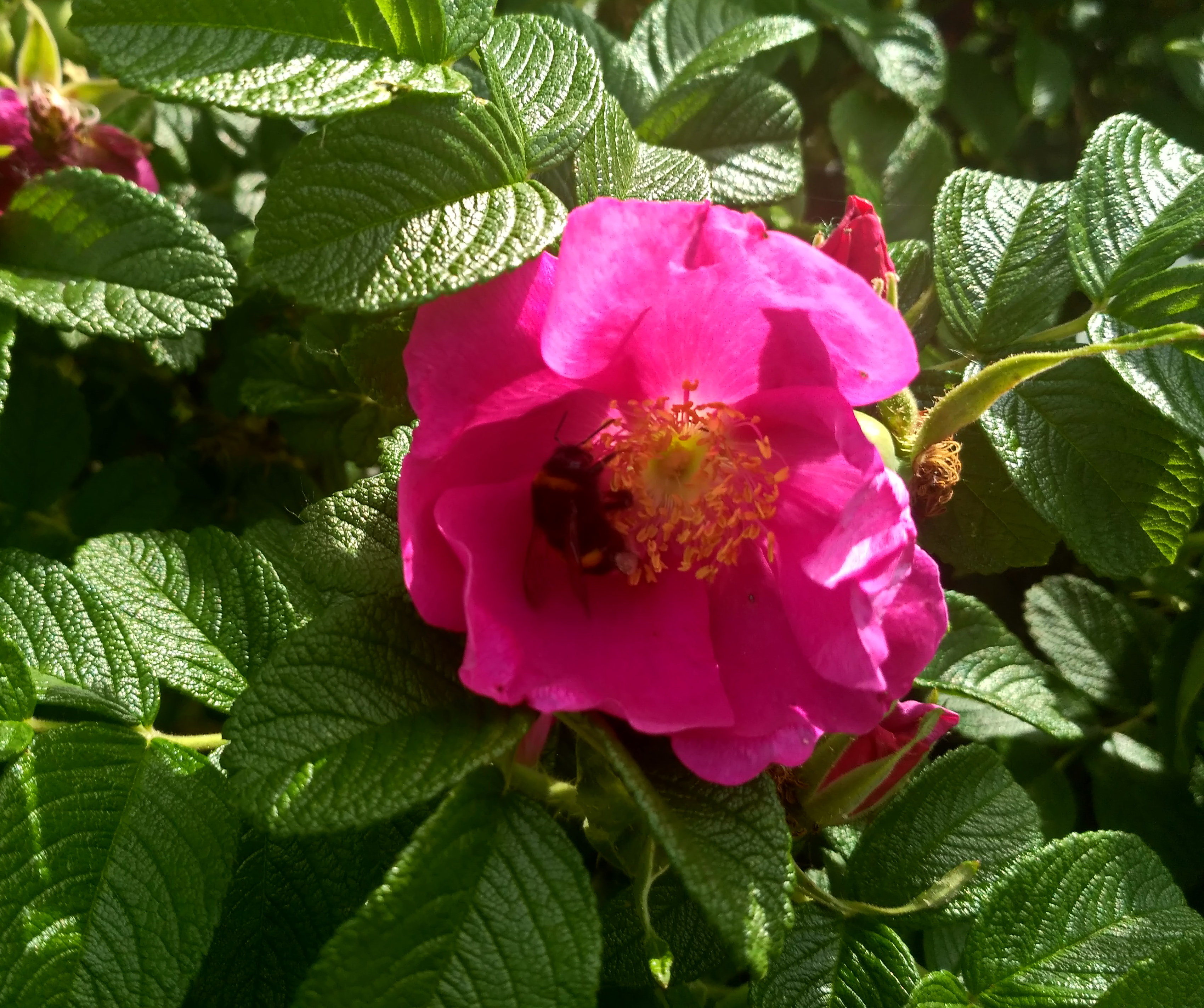 IMG_2019-06-01_102306_HDR.jpg