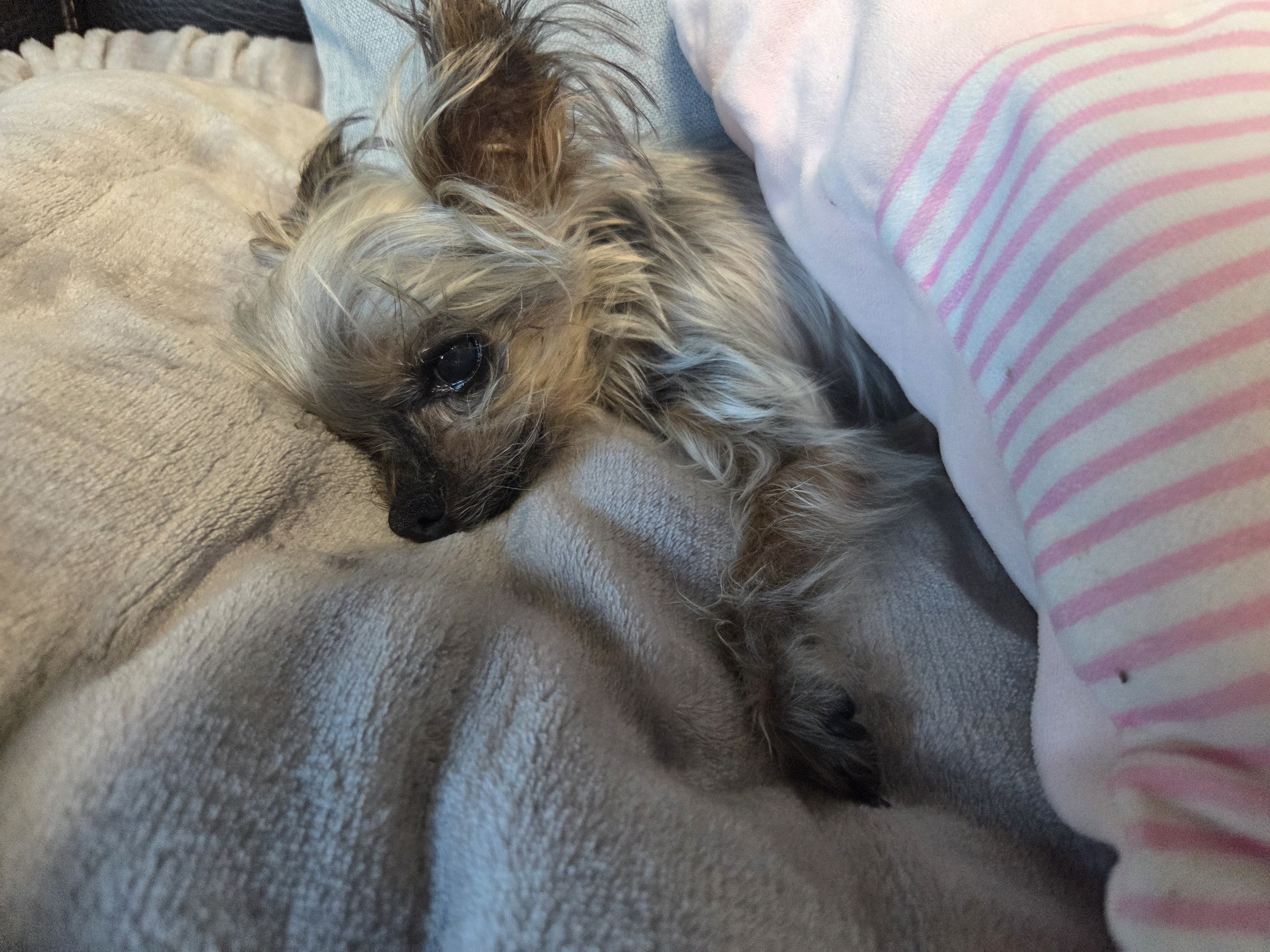 소파위 강아지