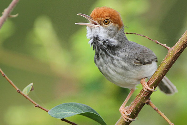 birds_105041.jpg