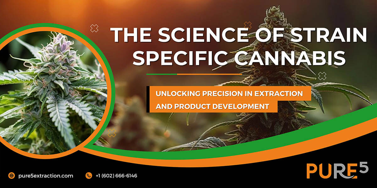 banner for extraction of strain cannabis_.jpg