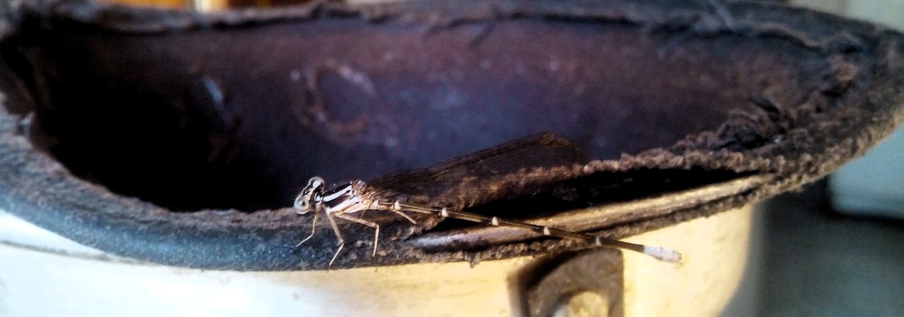 a Insecto3.jpg