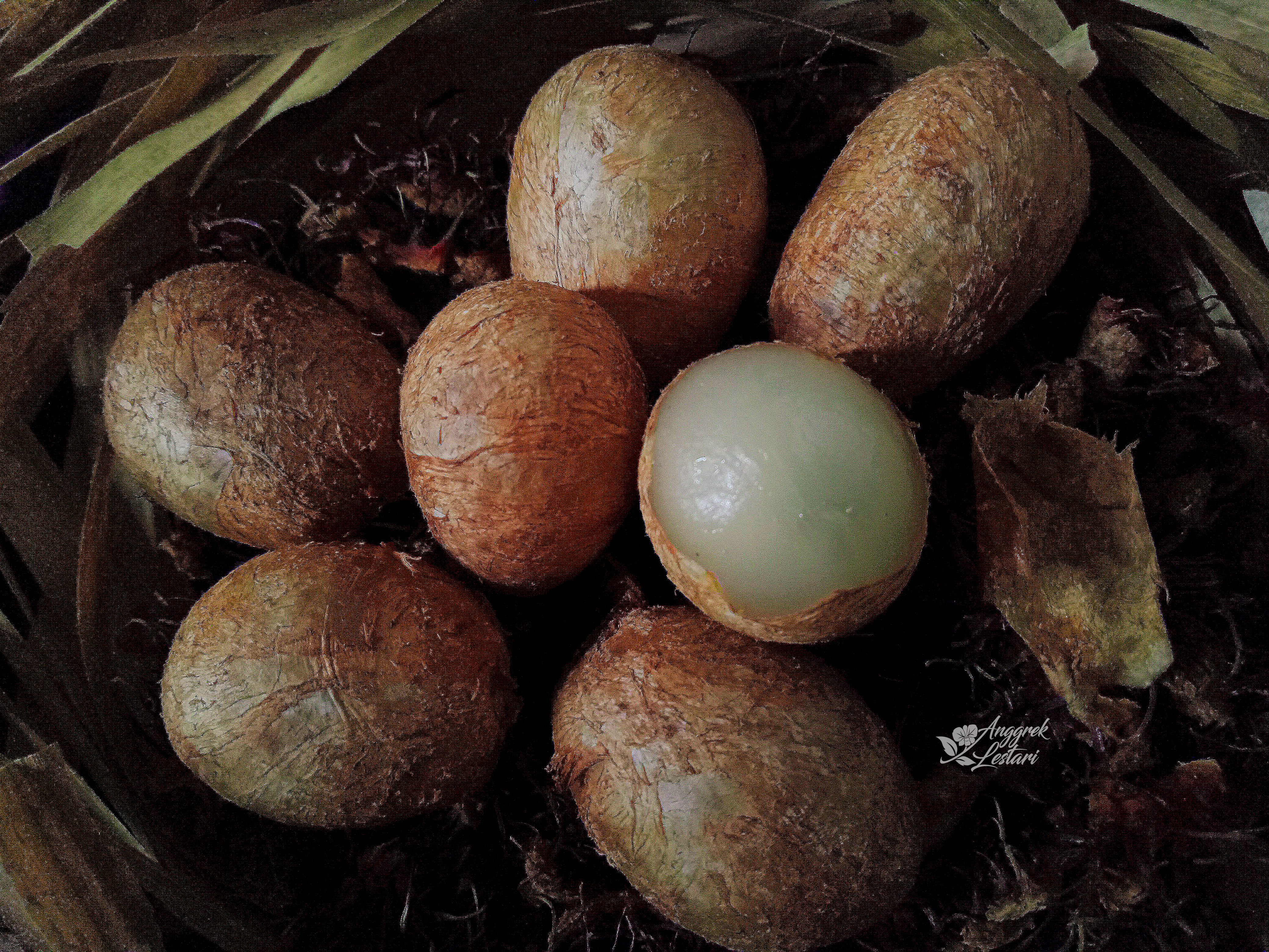 ZOOM EGG2.jpg