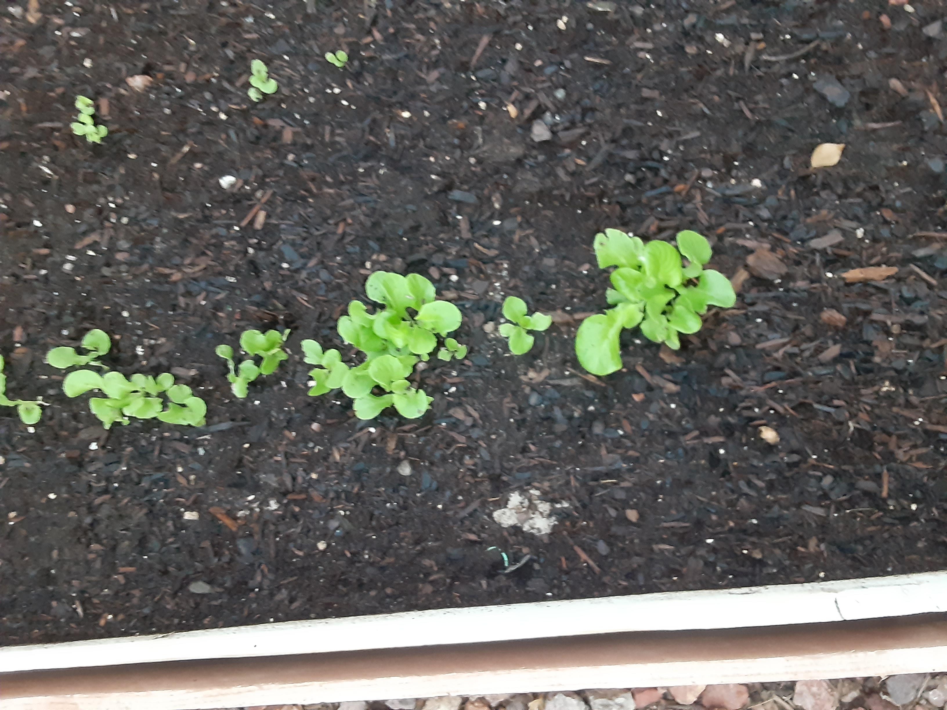 20201007_063031.jpg