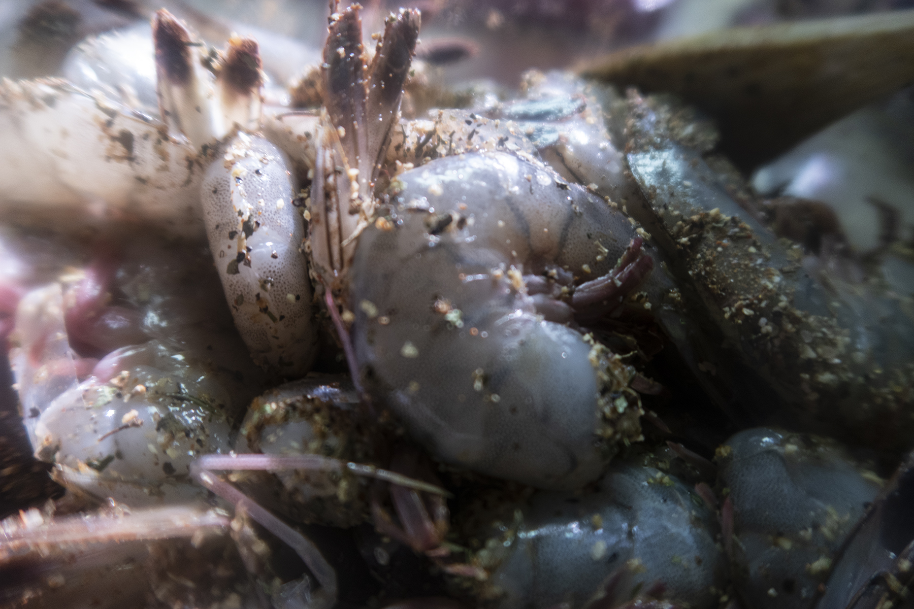 Shrimp_3.jpg