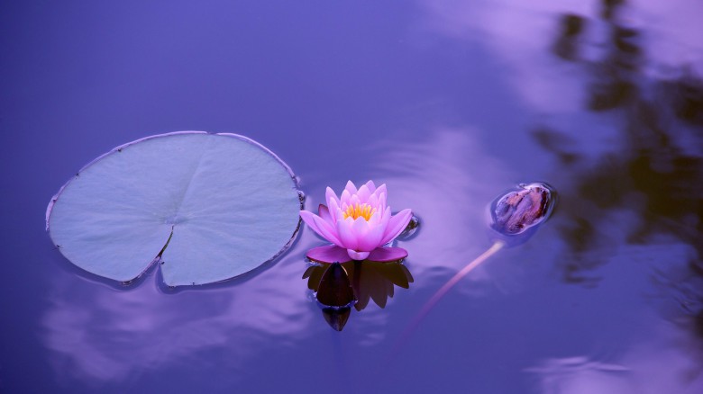 lotus