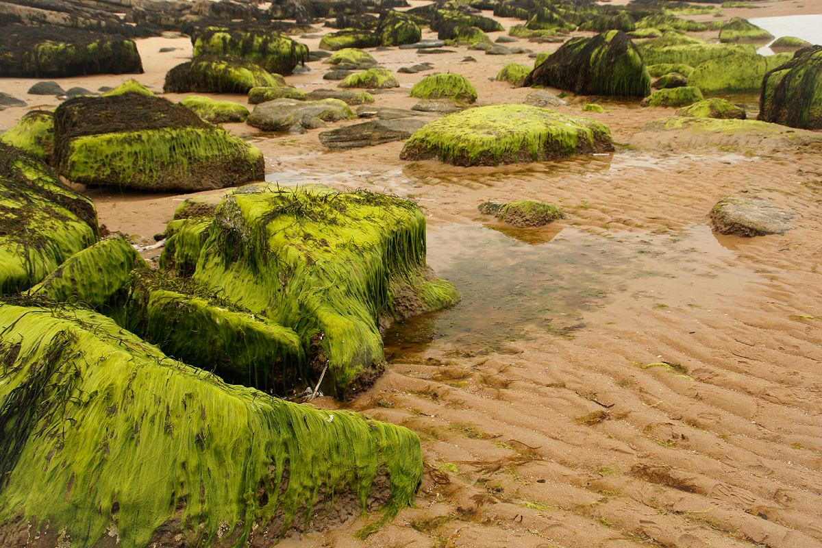 dornoch7.png