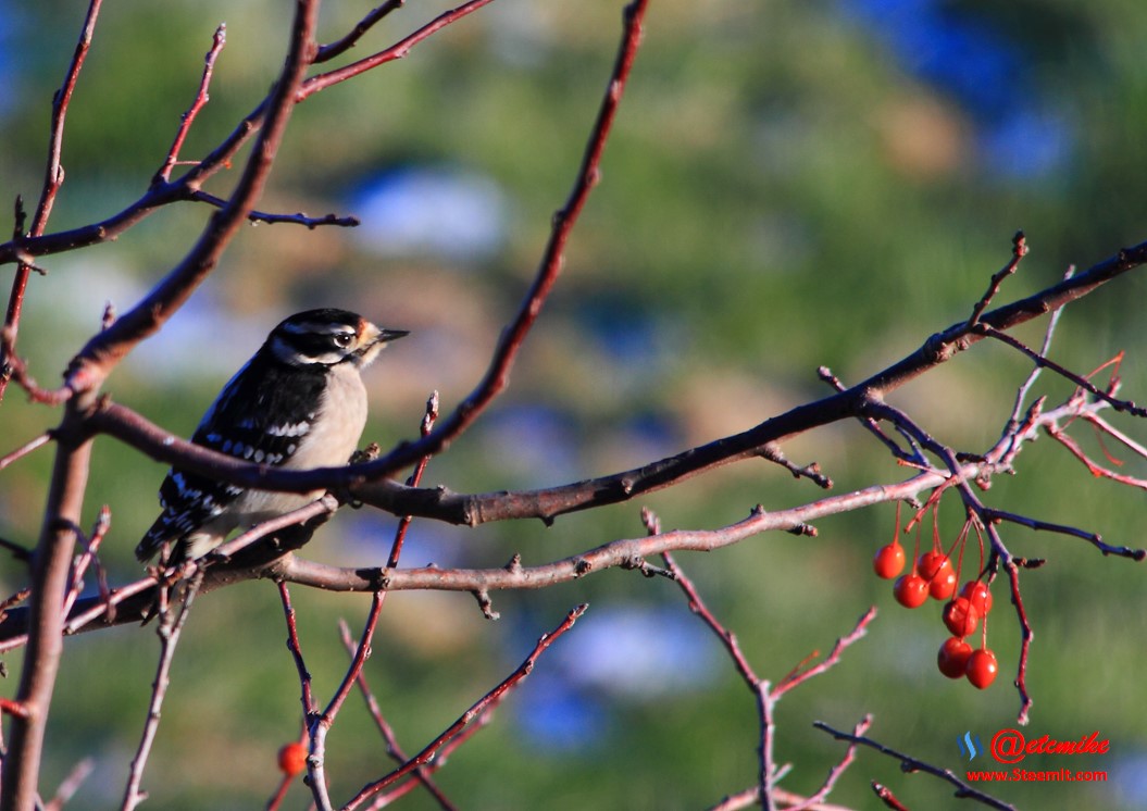 Downy Woodpecker PFW02_0249.JPG