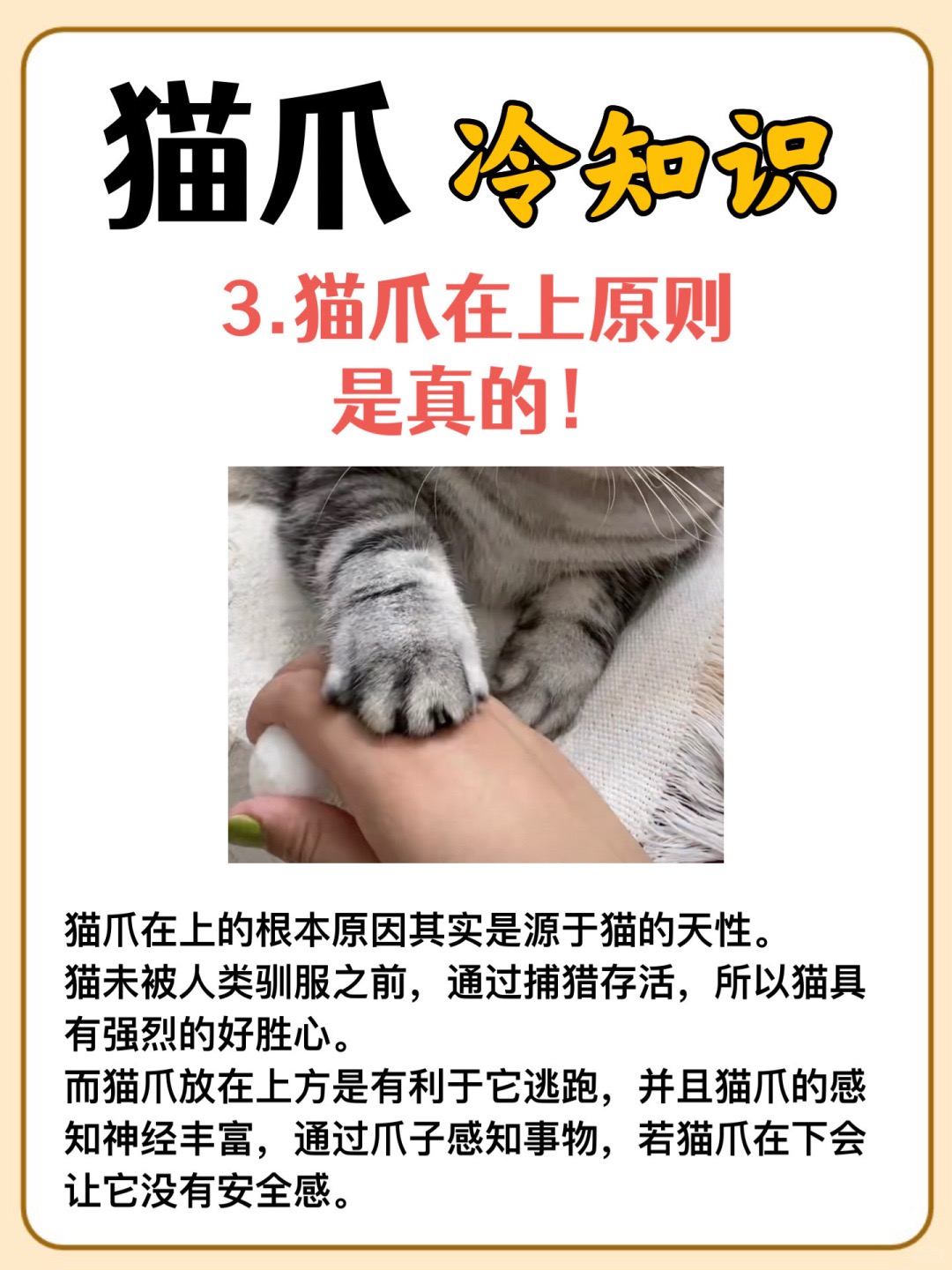 猫爪的秘密:你不知道的冷知识‼_4.jpg