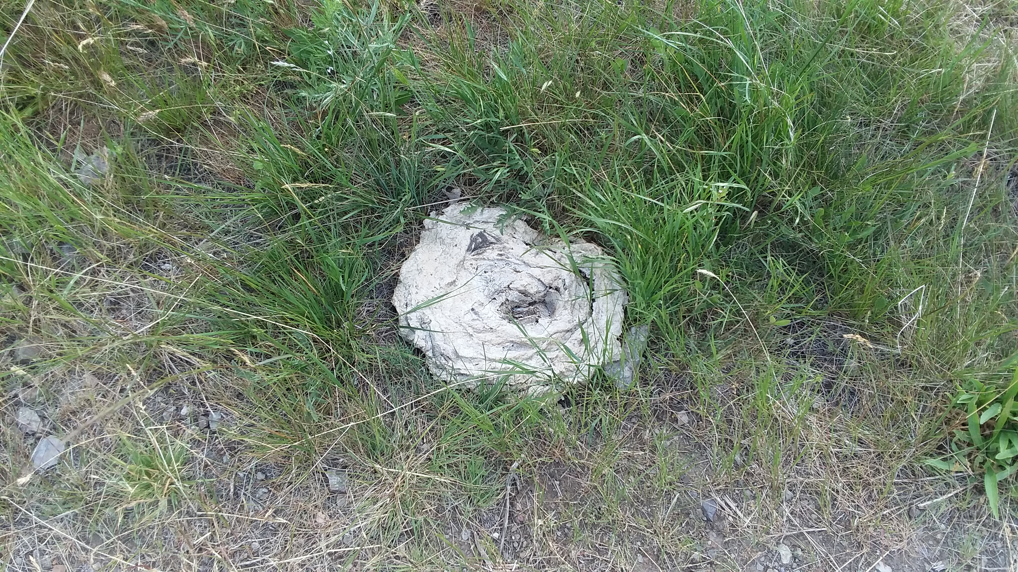 20190623_171747.jpg