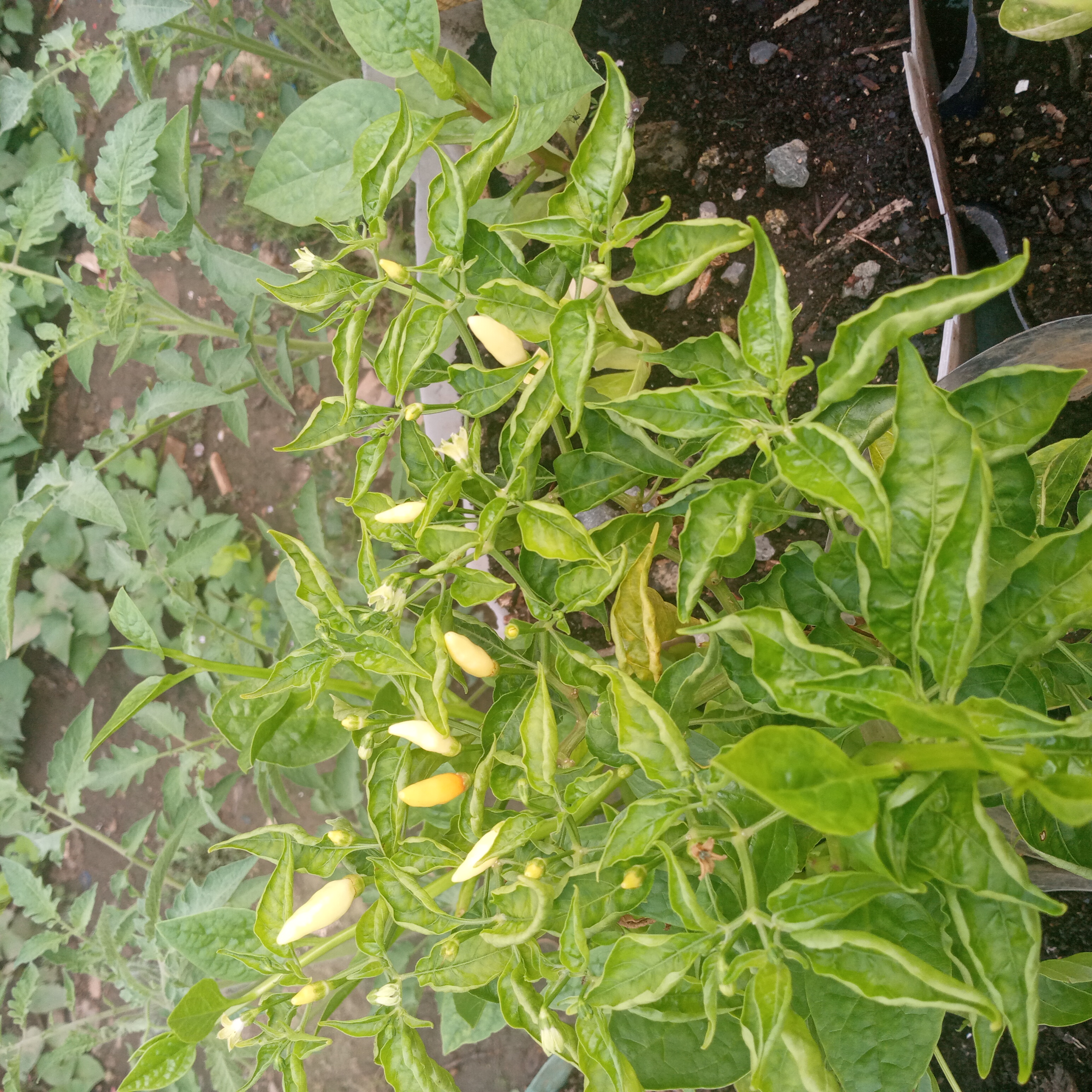 20220521_070140.jpg