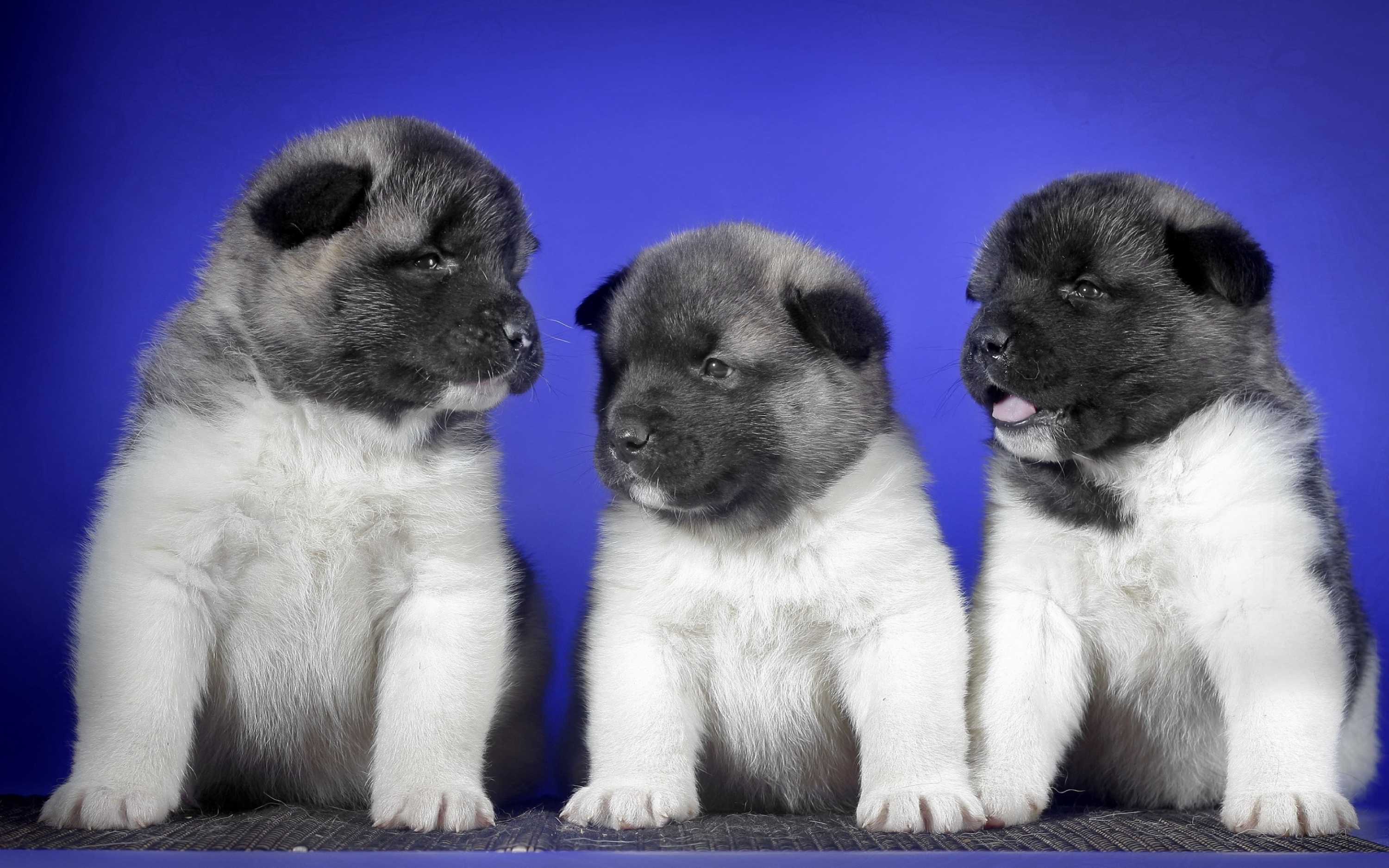 dogs-4934181.jpg