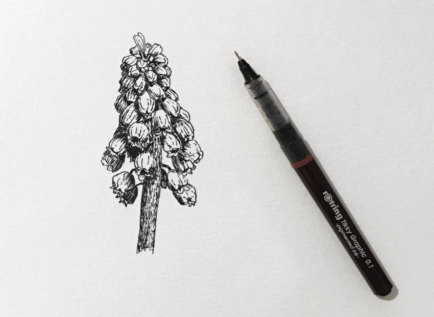 muscari-pen-drawing.jpg
