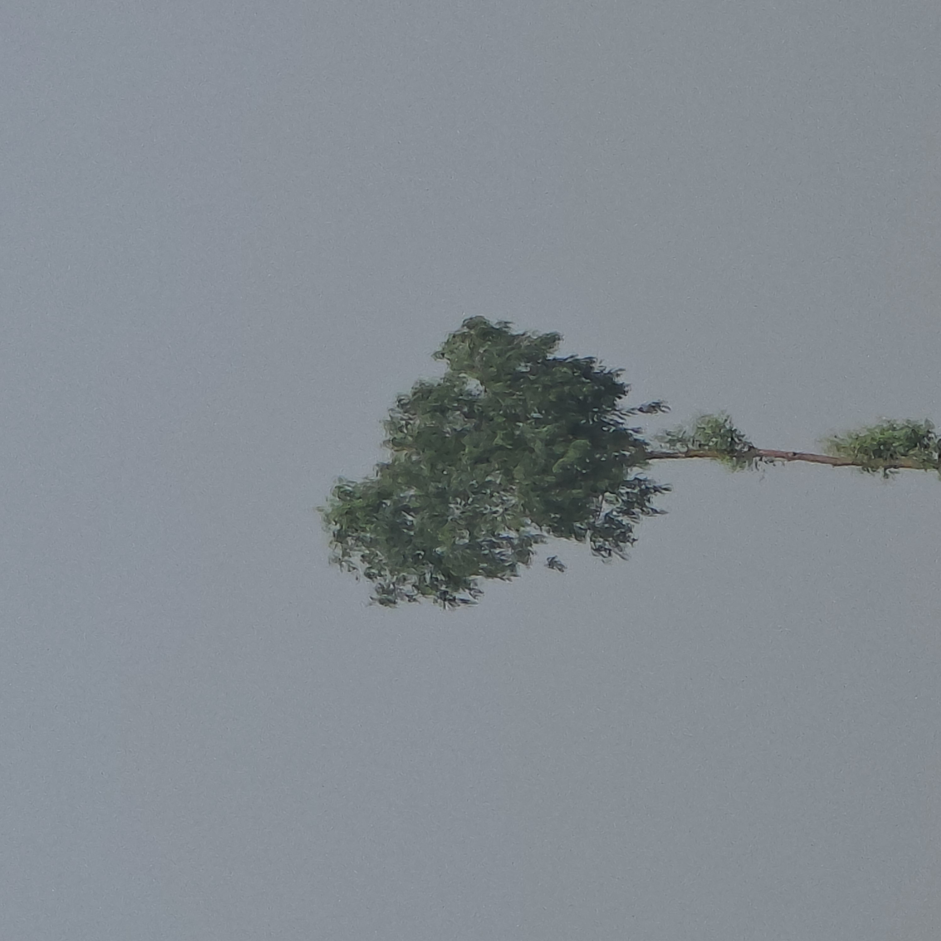 1000031482.jpg