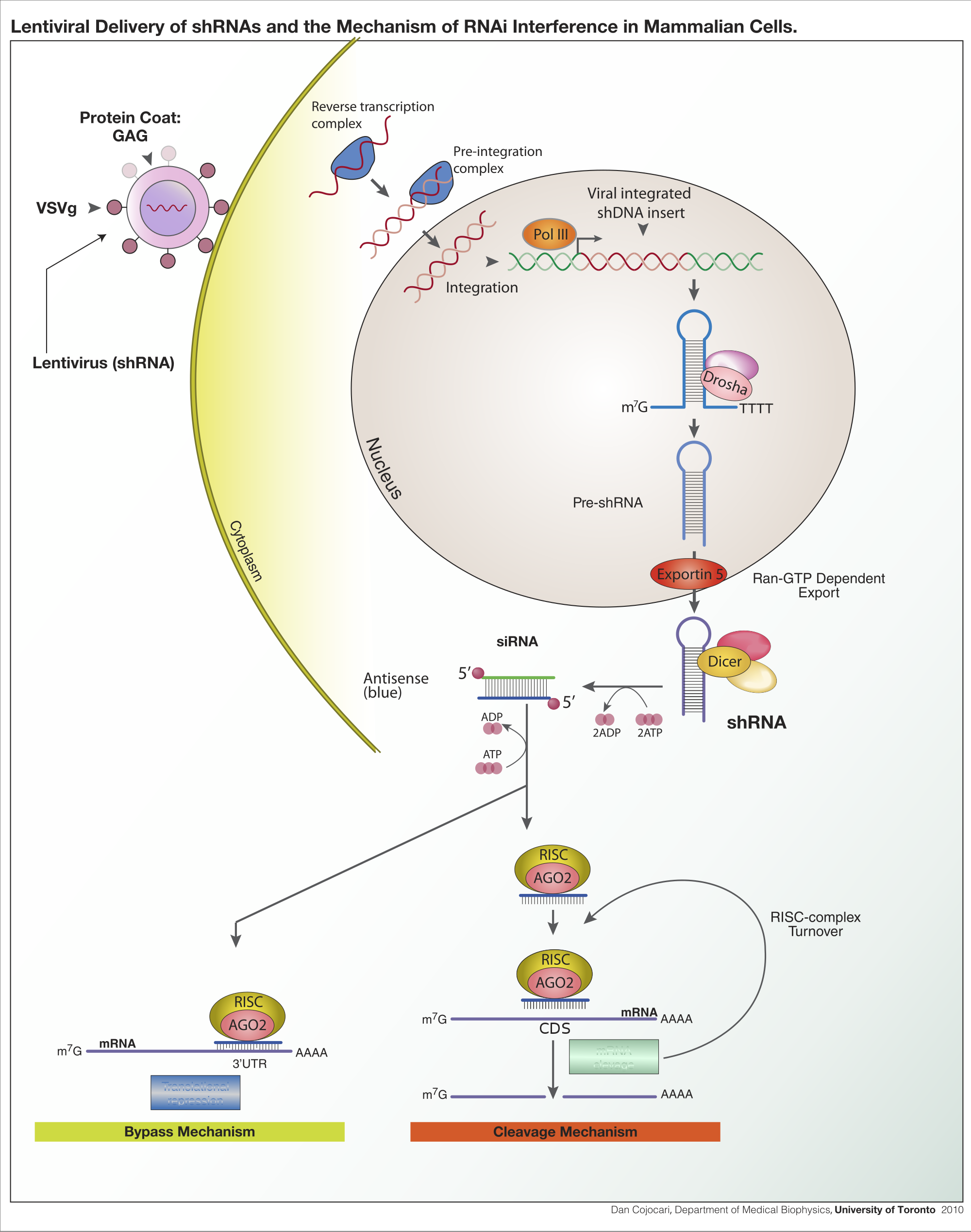 2000px-ShRNA_Lentivirus.svg.png
